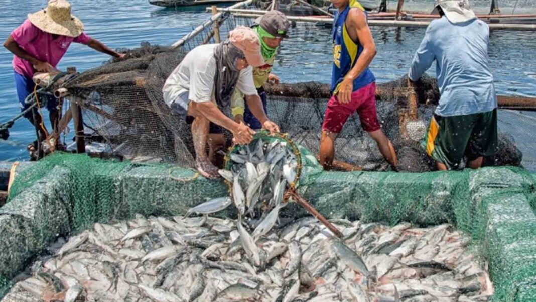 20221127 PAGEONE - Fish