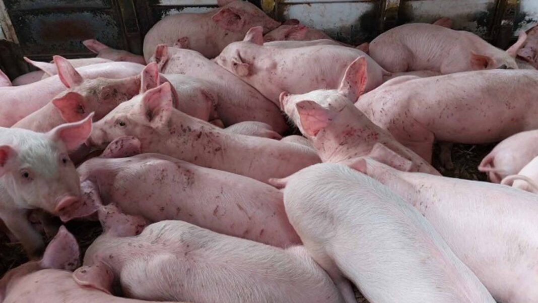 20221205 PAGEONE - Pig