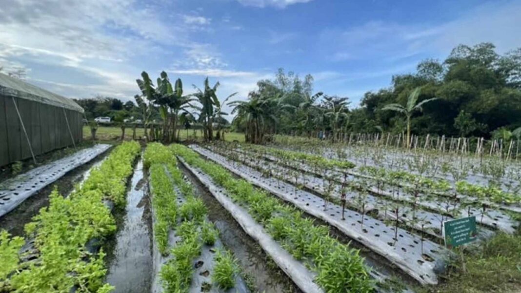 20221215 PAGEONE - Farm