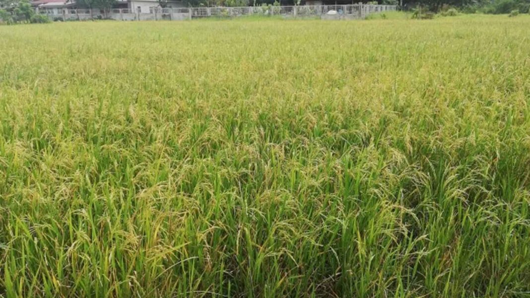 20230108 PAGEONE - Farm