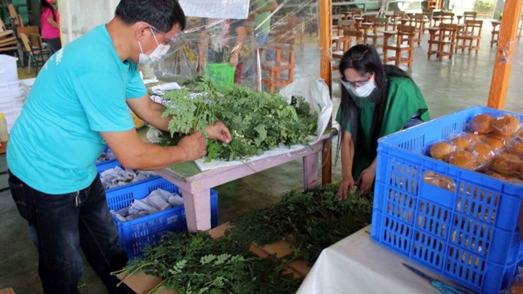 20230115 PAGEONE - Moringa seedlings