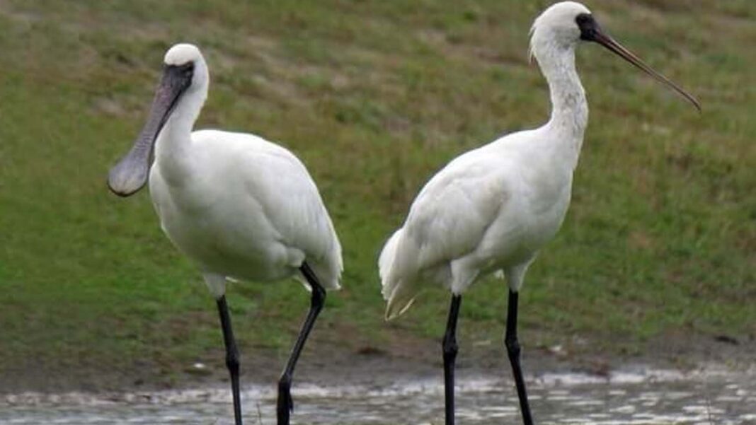 20230117 PAGEONE - Spoonbills