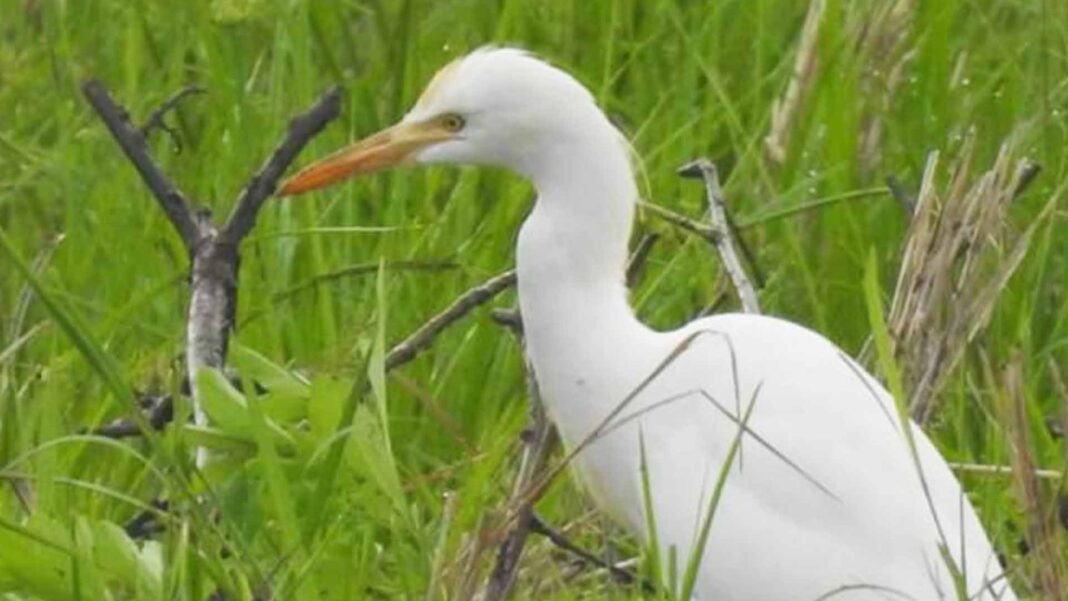 20230119 PAGEONE - Bird