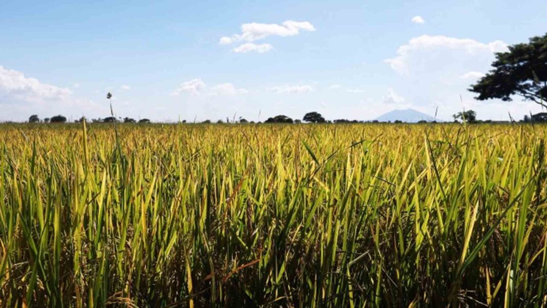 20230126 PAGEONE - Farm