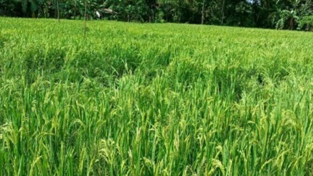 20230129 PAGEONE - Farm rice