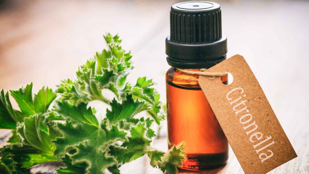 20230130 PAGEONE - Citronella