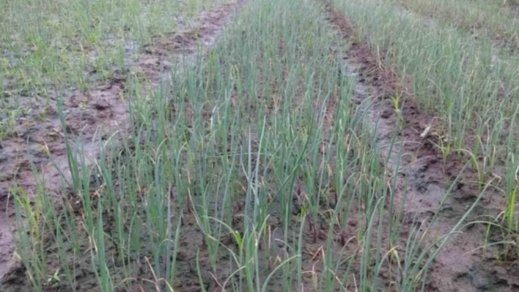 20230130 PAGEONE - Farm onion