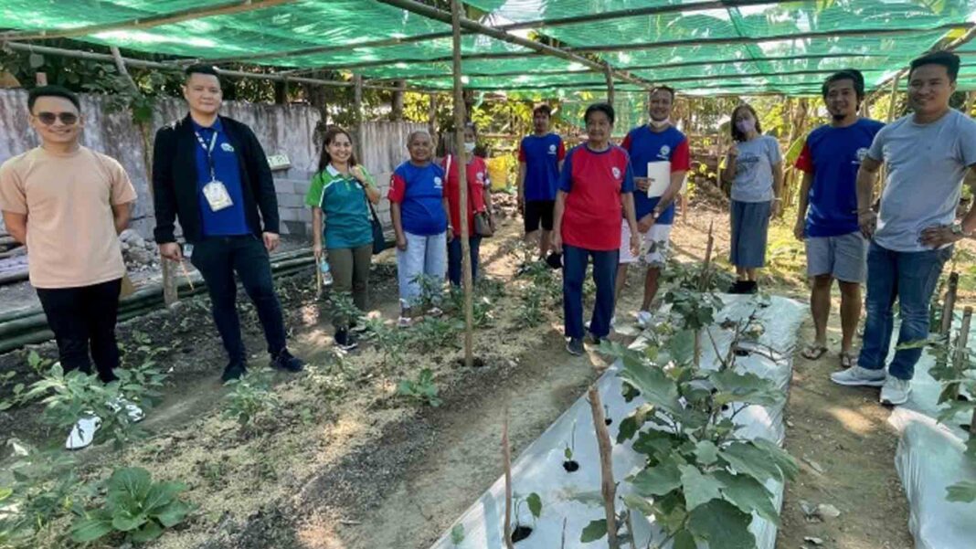 20230130 PAGEONE - Organic veggie gardens