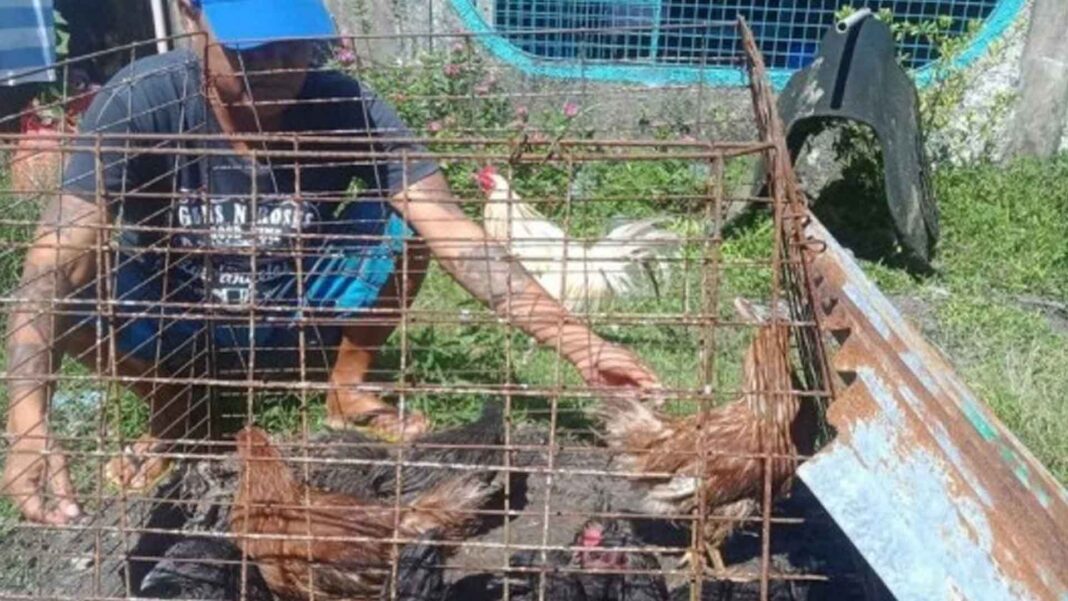 20230208 PAGEONE - Chickens