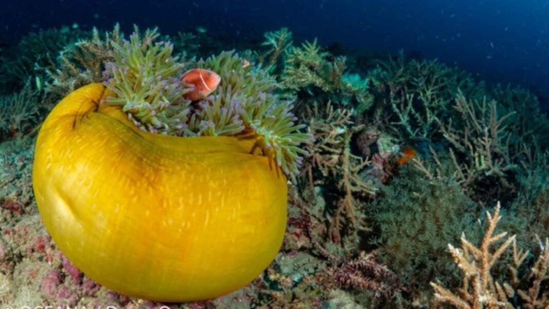 20230209 PAGEONE - Coral reef