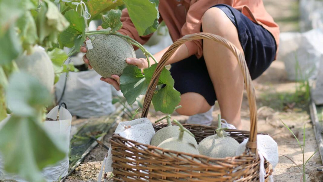 20230212 PAGEONE - Melon