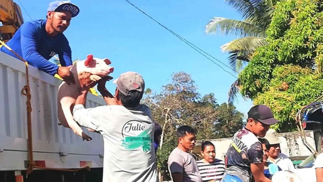 20230212 PAGEONE - Pig weaners