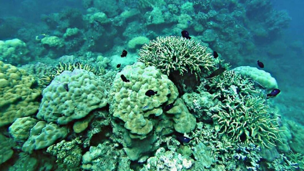 20230213 PAGEONE - Coral