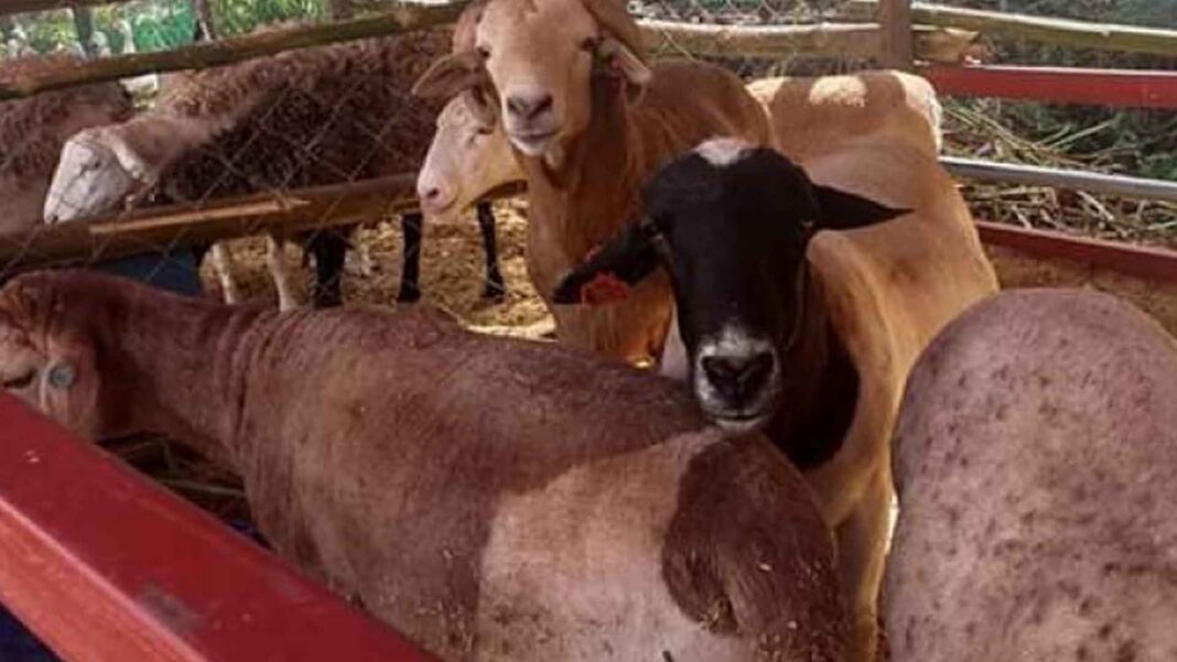 20230216 PAGEONE - Goat