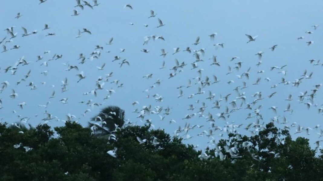 20230219 PAGEONE - Waterbirds