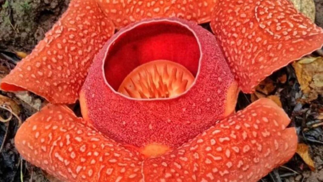 20230222 PAGEONE - Rafflesia speciosa blooms
