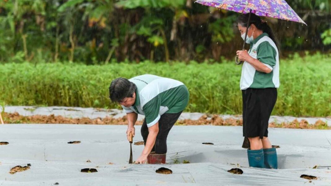 20230306 PAGEONE - Planting program