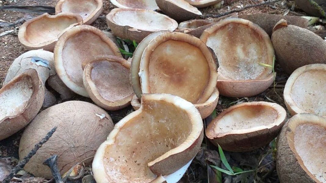 20230313 PAGEONE - Coconut