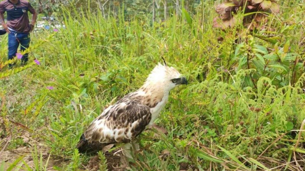 20230316 PAGEONE - Hawk-eagle