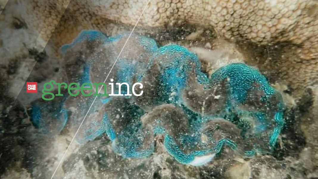 20230327 PAGEONE GREENINC- Clams