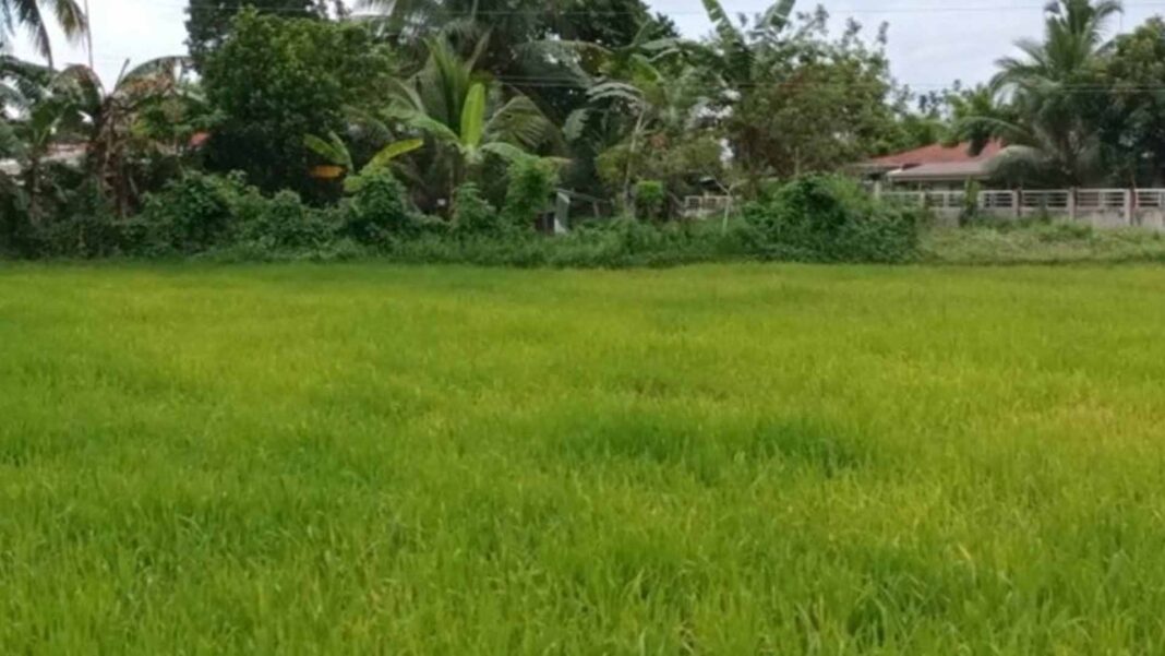 20230329 PAGEONE - Rice farm