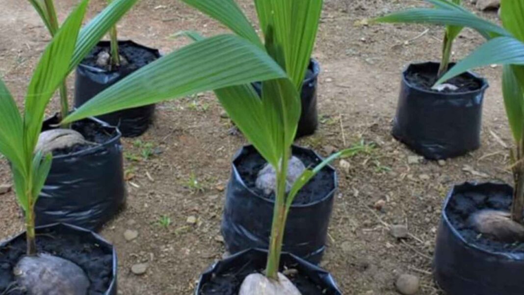 20230330 PAGEONE - Coconut seed