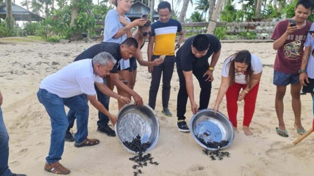 20230330 PAGEONE - Turtle