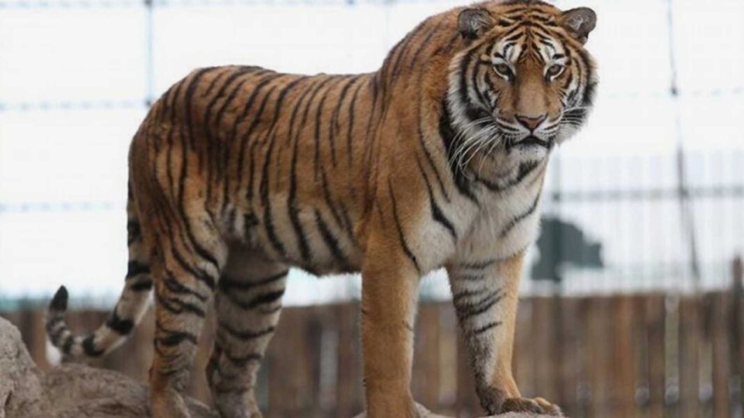 20230410 PAGEONE - Tiger