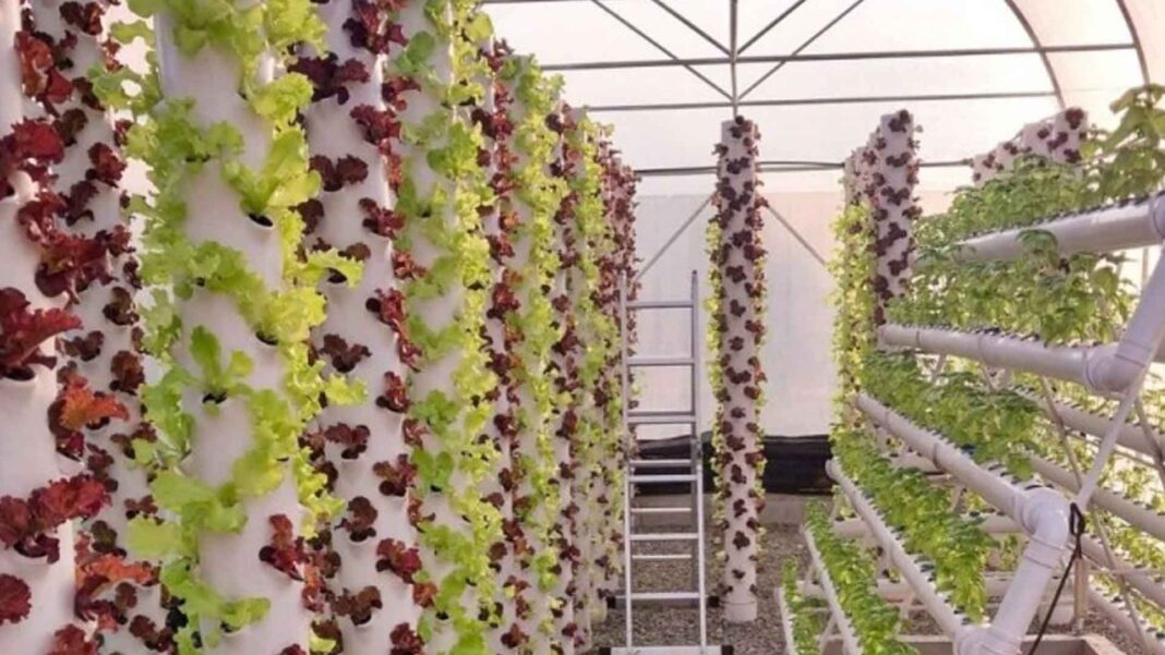 20230413 PAGEONE - Hydroponics