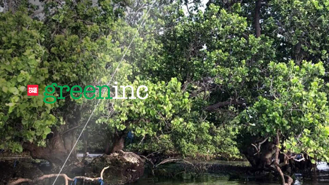 20230419 PAGEONE - Mangrove and beach forests