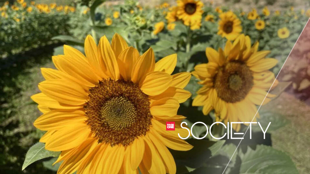 20230427 PAGEONE SOCIETY - Sunflower