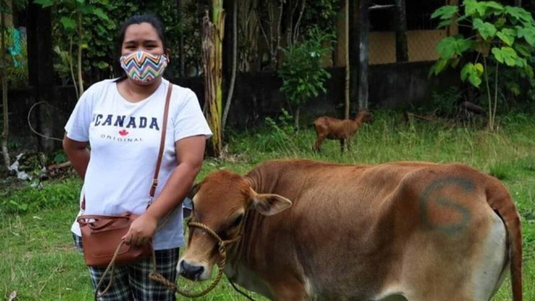 20230514 PAGEONE - Cattle