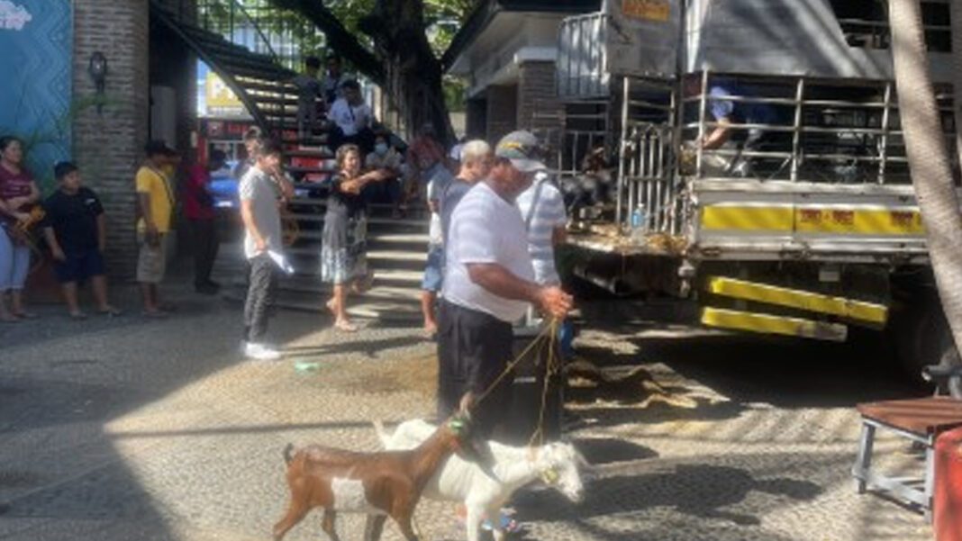 20230604 PAGEONE - Goat