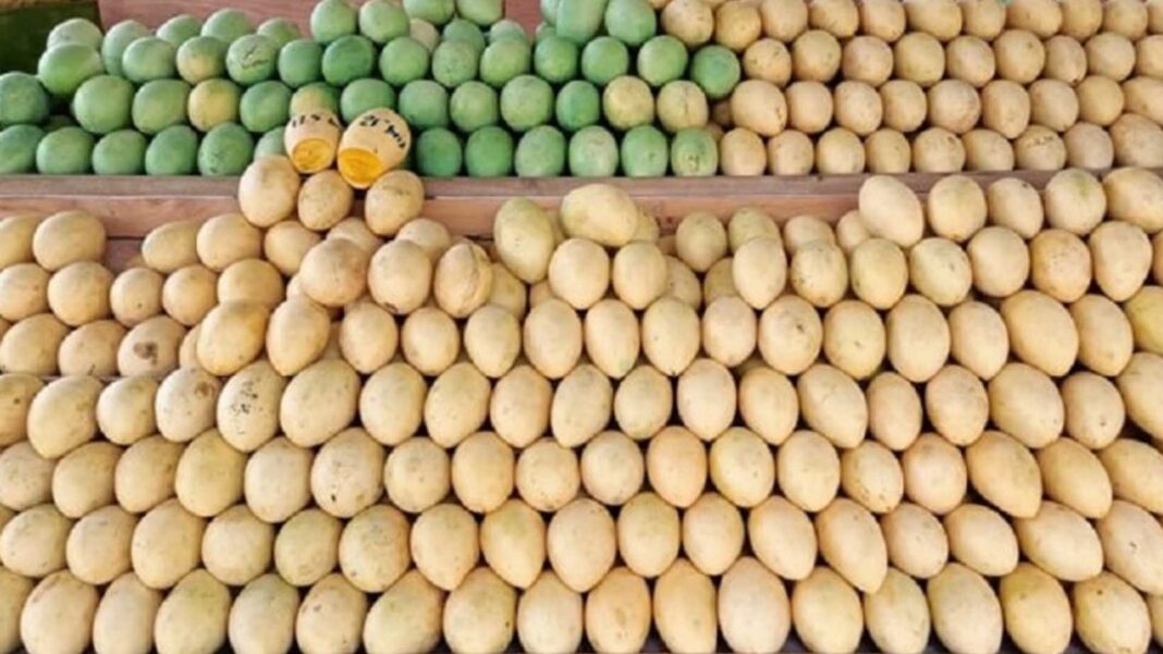 20230607 PAGEONE - Mangoes