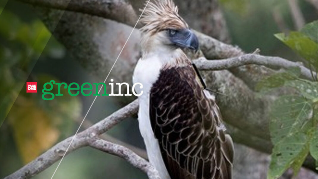 20230613 PAGEONE GREENINC - Eagle