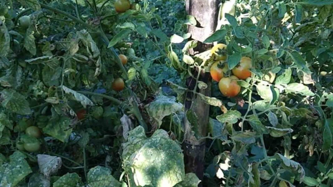 20230621 PAGEONE - Farming