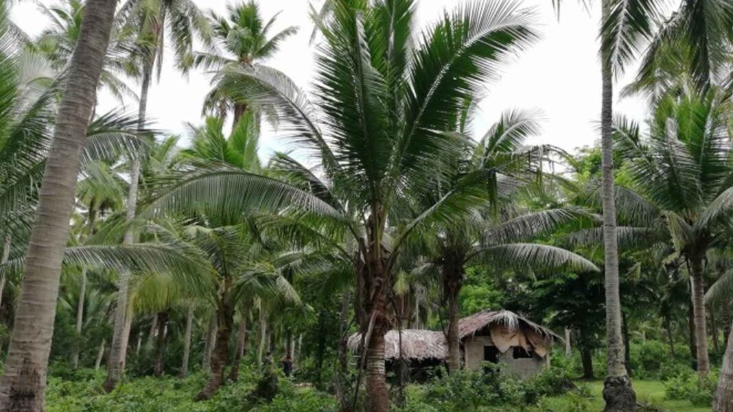 20230802 PAGEONE - Coconut