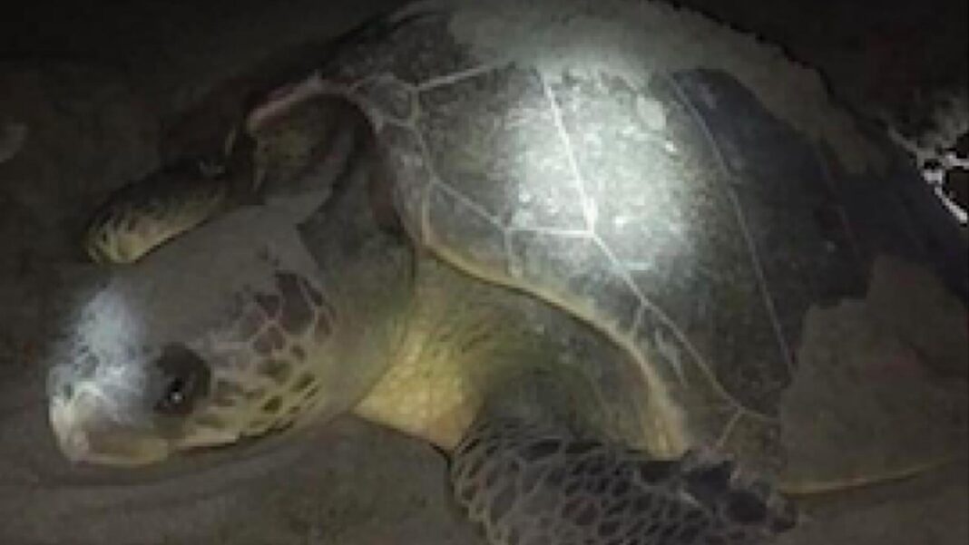 20230905 PAGEONE - Turtle