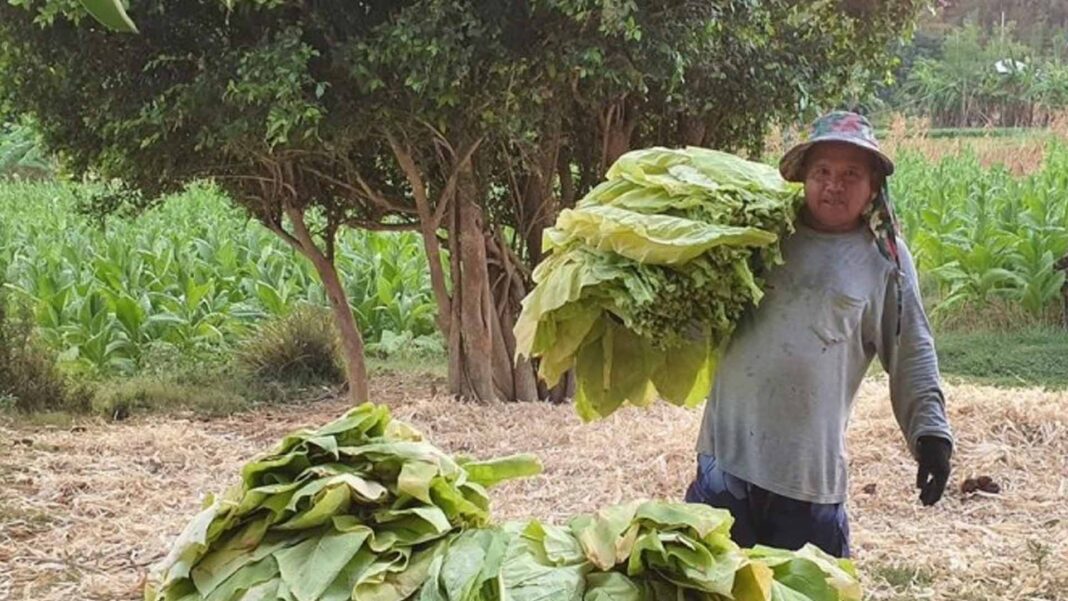 20230924 PAGEONE - Tobacco farmer