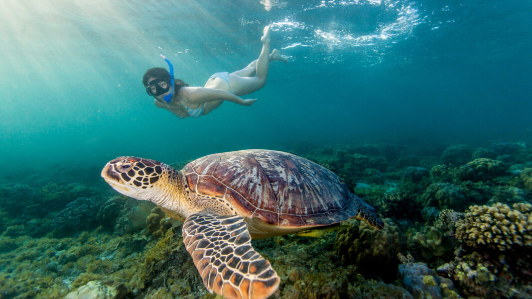 20231013 PAGEONE - Diving Destination PH