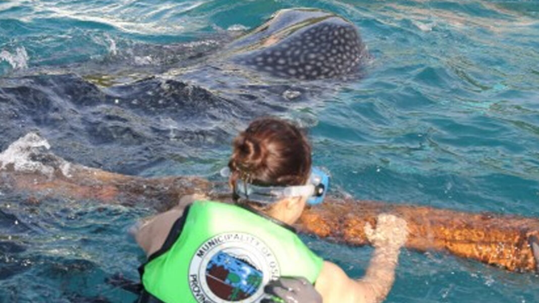 20231203 PAGEONE - Oslob s whales