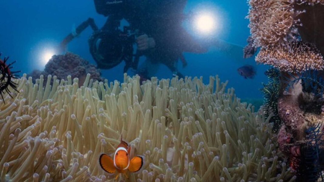 20231206 PAGEONE - Diver