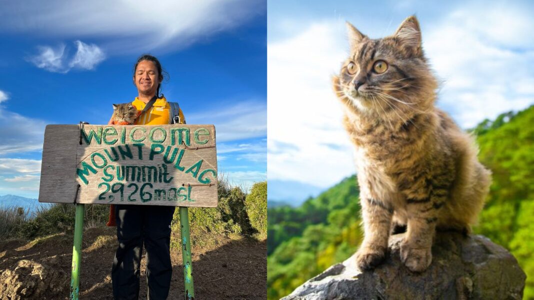 20231207 PAGEONE - Cat in Mount Pulag