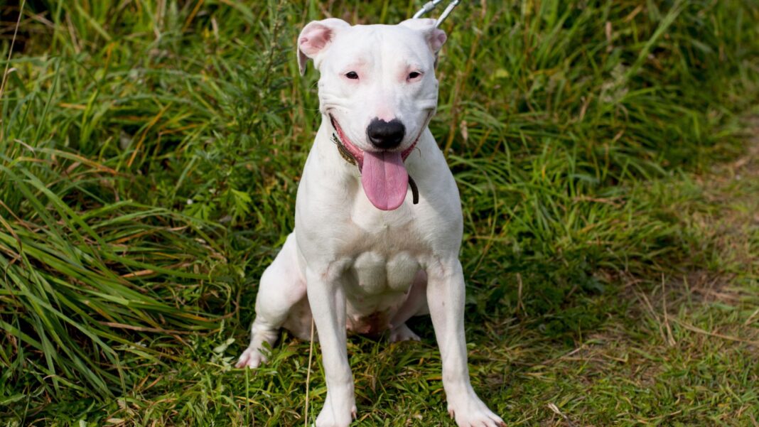 20231213 PAGEONE - Dog