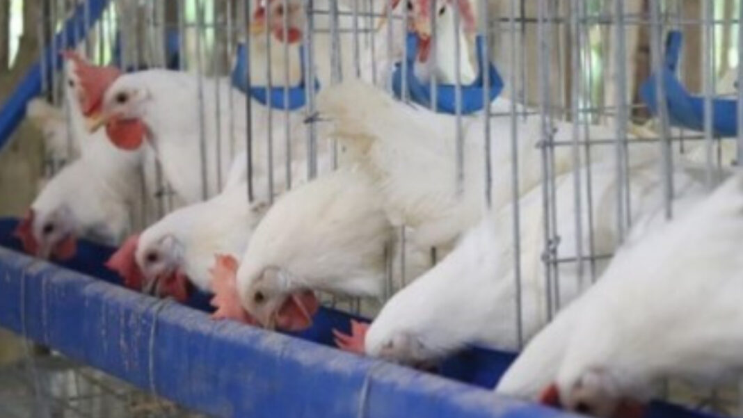 20240109 PAGEONE - Poultry