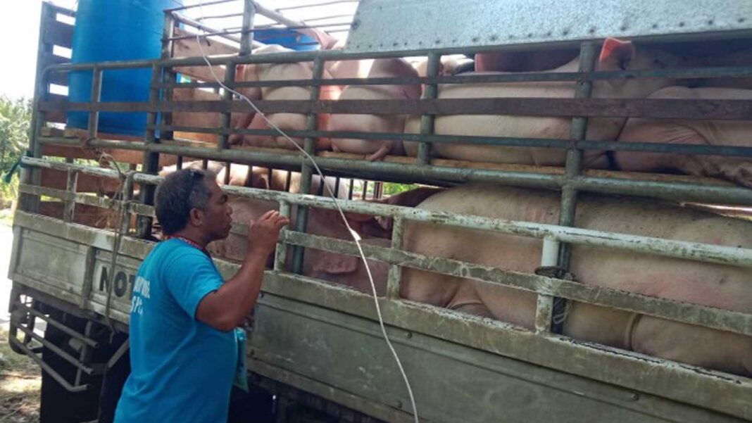 20240125 PAGEONE - Pig