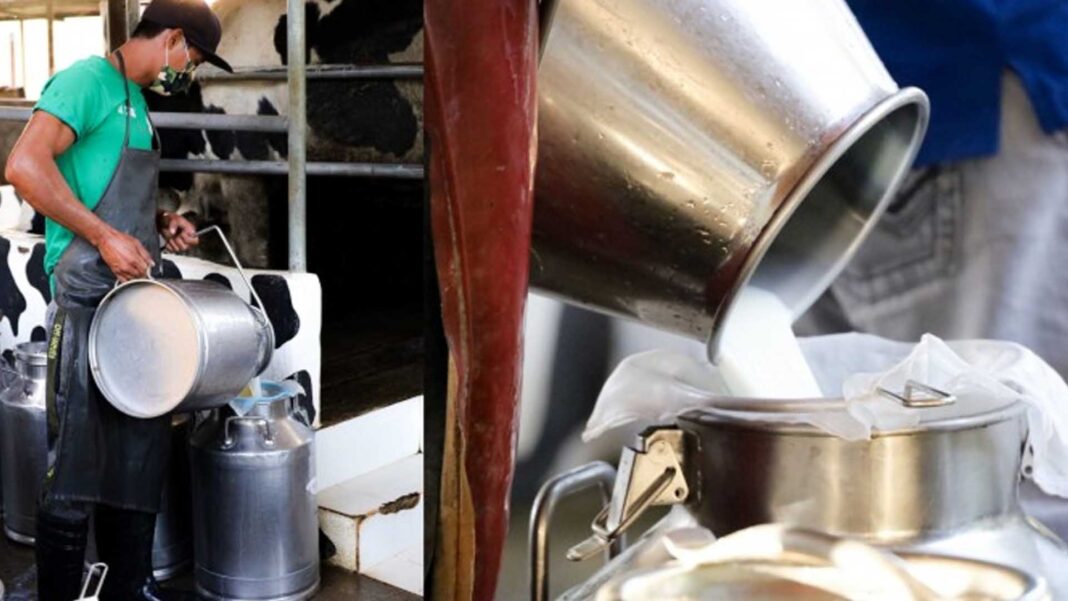 20240205 PAGEONE - Milk