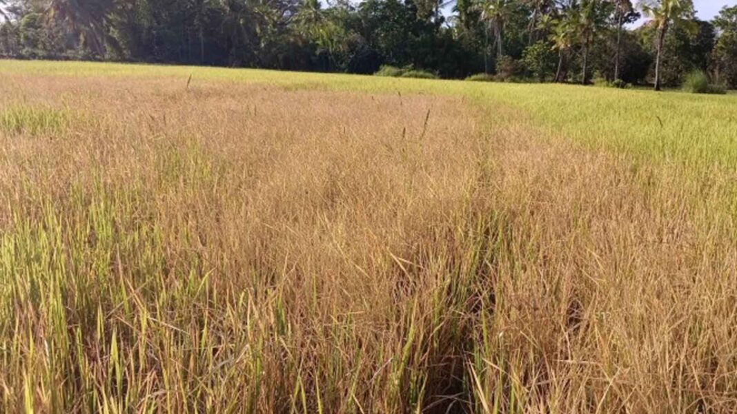 20240213 PAGEONE - Farm