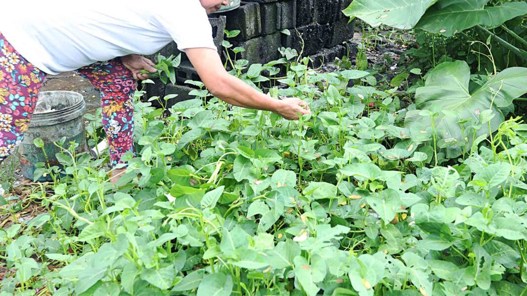 20240305 PAGEONE - Garden