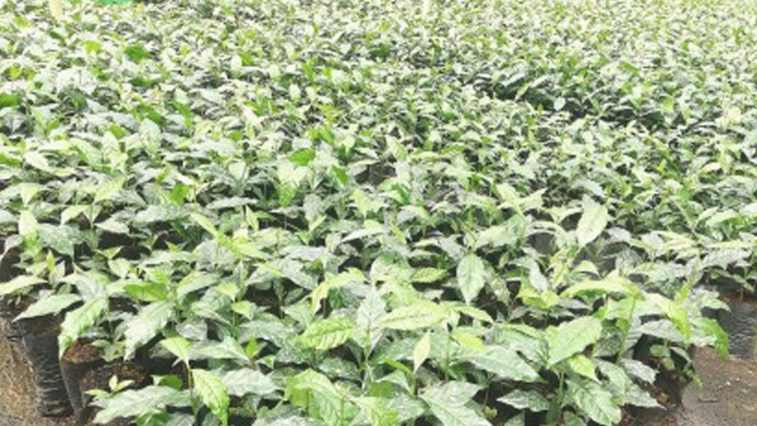 20240512 PAGEONE - Coffee trees